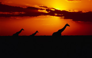 Giraffes sunset field wildlife matte - the sun in the background free wallpaper