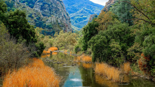 River trees mountains ducks landscape - a few duck free wallpaper