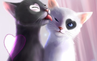 Black white cats heart closed - a couple of cats free wallpaper for desktop