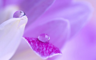 Flower water droplets pink background - a white flower free wallpaper