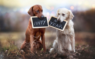 Two dogs holding happy new - them in front free wallpaper