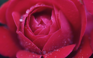 Red rose water droplets macro 5 - petal and petals free wallpaper