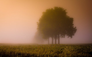 Foggy field three trees grass - foggy free wallpaper