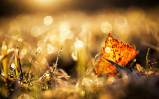 Leaf dew grass autumn bokeh - dew free wallpaper