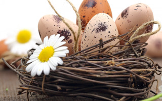 Nest egg daisy background flowers - egg free wallpaper