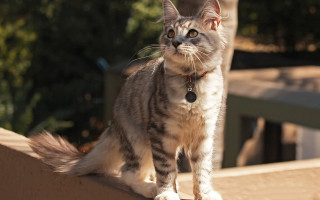 Cat ledge serious felix darley - a ledge free wallpaper