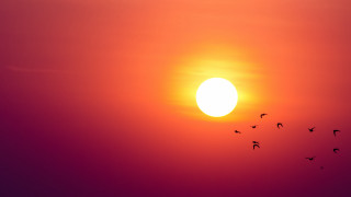 Birds sunset moon sky orange - a flock of birds free wallpaper