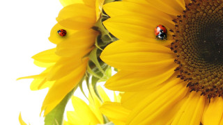 Sunflower ladybugs ecological macro photography - a sunflower free wallpaper