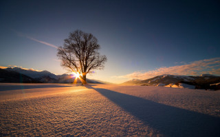 Lone tree snowy field sunset 5 - sunrise free wallpaper