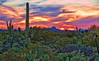 Desert sunset cactus plants mountain - a cactus free wallpaper
