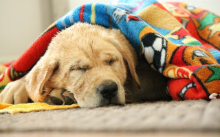 Dog sleeping blanket cave paint - under a blanket free wallpaper