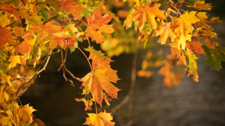 Autumn tree leaves blurry background - hudson river school free wallpaper