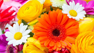 Colorful flower bouquet explosion fire - colorful flower free wallpaper