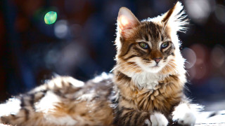 Cat blurry background blue eyes - blurry free wallpaper