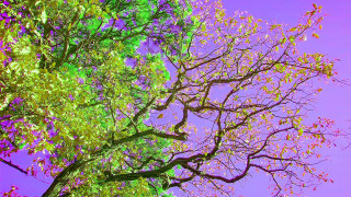Purple tree sky bloom fall - a purple sky in the background free wallpaper