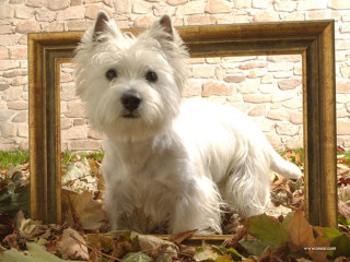 White dog leaves picture frame - a pile of leaves free wallpaper