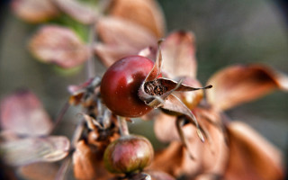 Tree berries closeup blurry background - a close up of a tree free wallpaper