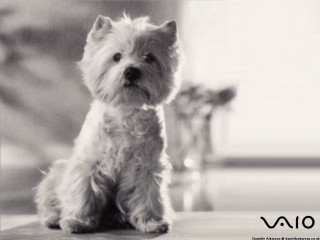 Small white dog wooden floor 7 - a wooden floor next free wallpaper