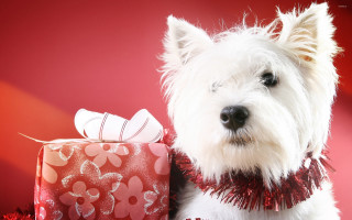 White dog present box japanese - present free wallpaper