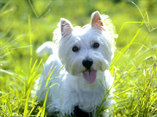 Small white dog grass tongue - a small white dog free wallpaper