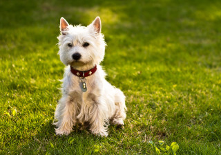 Small white dog grass collar - a small white dog free wallpaper