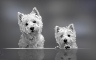 Small white dogs table reflection - david begbie free wallpaper