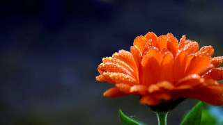 Flower water droplets macro orange 2 - petal free wallpaper