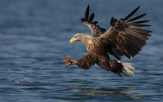 Large bird flying ocean fish - a large bird free wallpaper