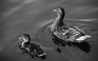 Mother duck duckling pond blackwhite - soft free wallpaper for desktop