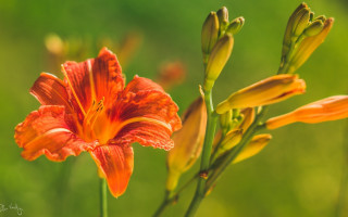 Flower macro blurry background green - a blurry background of grass free wallpaper