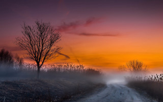 Dirt road tree foggy sunset - mist free wallpaper