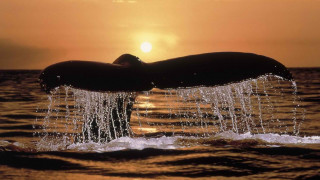 Whale tail sunset ocean silhouette 2 - free bikini wallpaper for desktop