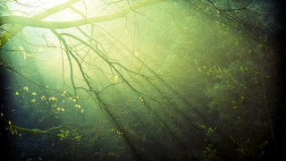 Tree branch sunshine forest nature - the forest free wallpaper