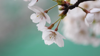 White flower branch macro blurry - a blurry background behind free wallpaper