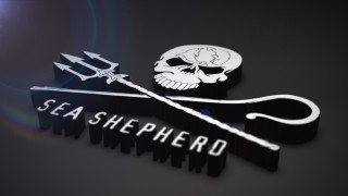 Sea shepherd logo skull arrow - dirk crabeth free wallpaper