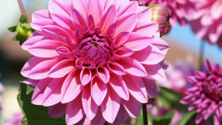 Large pink flower bee garden - a bee free wallpaper