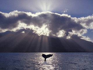 Whale tail splash cloudy sky - the water under a cloudy sky free wallpaper