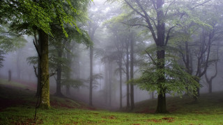 Foggy forest bench branch light - a foggy forest free wallpaper