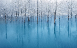 Blue lake snowy trees birds 3 - a blue lake free wallpaper