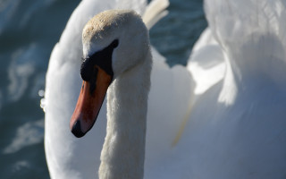 Swan water side profile blurry - a black beak free wallpaper