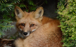 Fox surprised bushes nature outdoors 2 - a fox free wallpaper