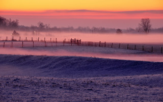 Horse fence fog sunset pink - mist free wallpaper