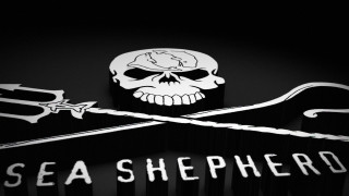 Skull crossed swords sea shepherd - sword free wallpaper