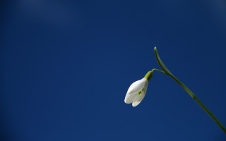 White flower blue sky green - a single white flower free wallpaper