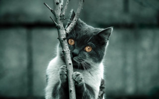 Cat branch serious colorized blurry - grey free wallpaper