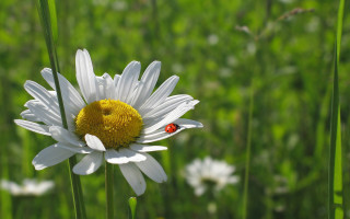 Ladybug whiteflower field bokeh macro - a lady bug free wallpaper