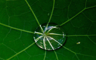 Water droplet green leaf sky - a green leaf free wallpaper