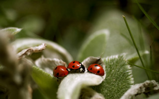 Ladybugs leaf sun forest macro - sunny free wallpaper for desktop