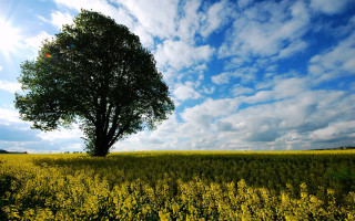 Lone tree yellow flower blue - the background and sun free wallpaper