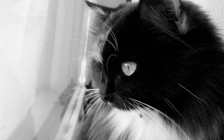 Black white cat window moon - frame free wallpaper